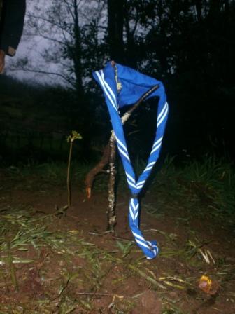 A plántula de sabugueiro plantada pola Unidade Esculta do Chan en Narahío